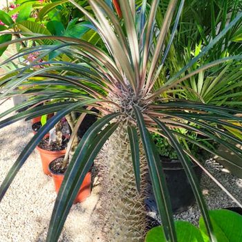 Pachypodium Pachypodium