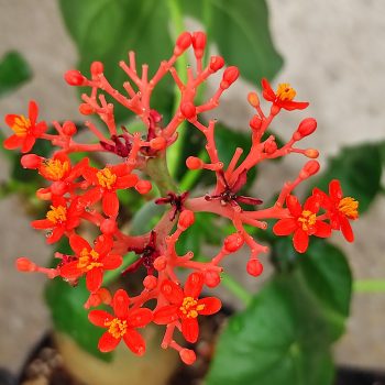 Jatropha  Jatropha