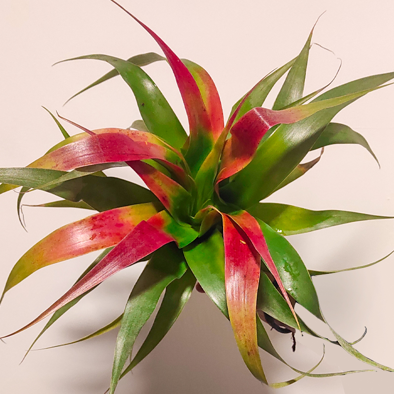 Tillandsia Samantha Tricolor